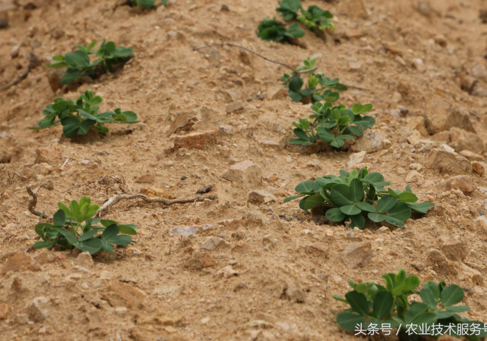 独 家 分 析 “ 微 乐 锄 大 地 开 挂 方 法 ” ( 曝 光 透 视 必 备 猫 腻 )