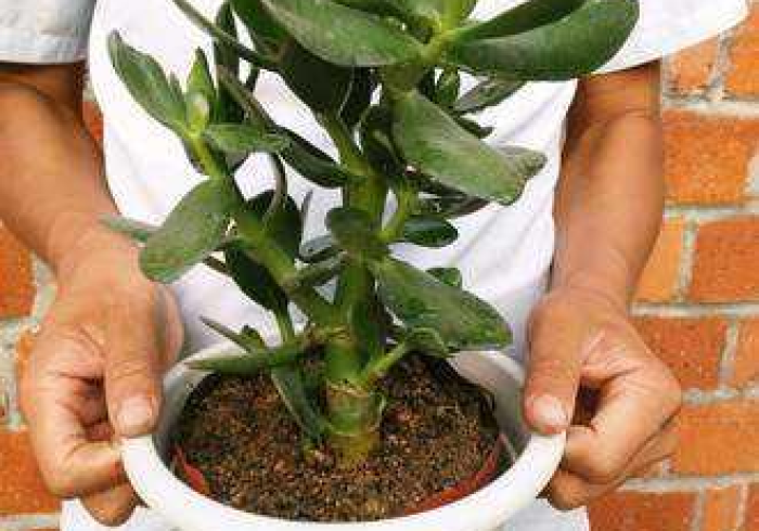 秒懂教程“牛魔王牛牛房卡”房卡链接获取 秒懂教程“牛魔王牛牛房卡”房卡链接获取