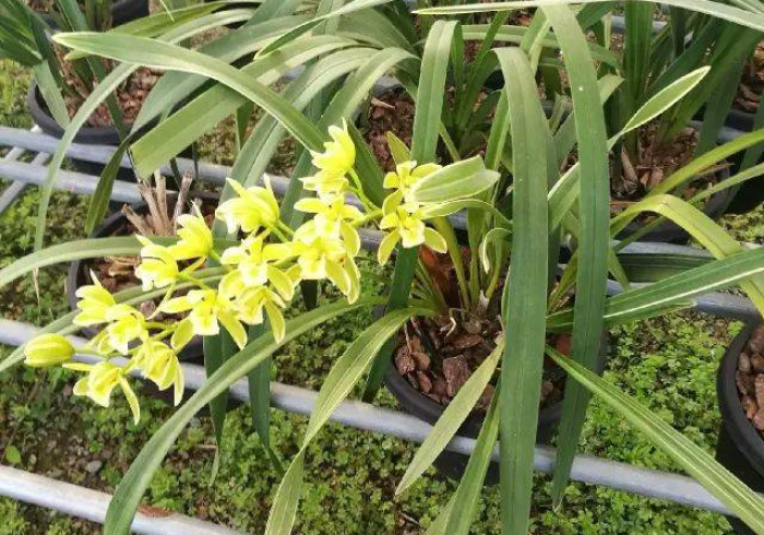 一分钟实测分享“新皇豪牛牛金花房卡如何购买”轻松获取房卡全渠道