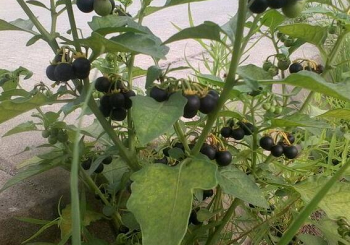 【 玩 家 新 攻 略 】 “ 聚 游 麻 将 充 值 能 提 高 胜 率 ” ( 原 来 确 实 是 有 挂 )