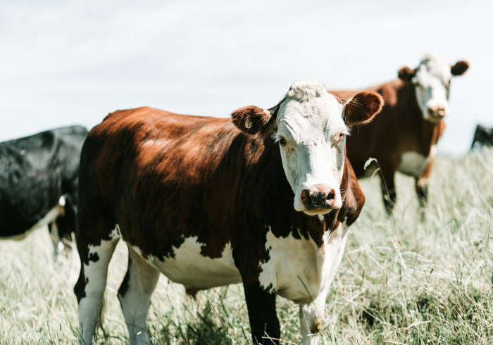 房卡全攻略“皇豪互娱在哪里买房卡”详细房卡怎么购买教程